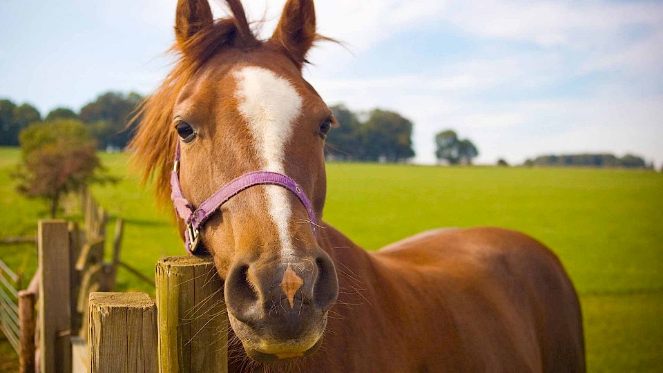 Nachhaltige Futtermittel für Pferde